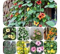 Semi di Susan dagli occhi neri - organico resistenti per giardini rocciosi per gli amanti del giardino esotico semi di come bomboniera decorazioni da giardino 500pcs