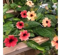 Semi di Susan dagli occhi neri - per gli amanti del giardino decorazione floreale vecchie varietà semi di come bomboniera rampicanti resistenti selvatici 100pcs