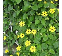 Semi di Susan dagli occhi neri - resistenti per giardini rocciosi semi di selvatici organico decorazione floreale vecchie varietà per gli amanti del giardino luoghi 300pcs