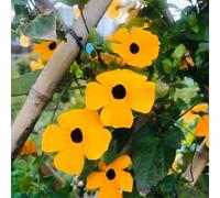 Semi di Susan dagli occhi neri - semi di selvatici vecchie varietà da balcone per luoghi soleggiati decorazione floreale decorazioni da giardino per esterni 150pcs