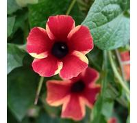 Semi di Susana dagli occhi neri giardino roccioso in vaso Aiuole rialzate per il Vecchie varietà resistenti tappezzanti 125pcs