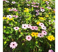 Semi di Susana Nero semi di resistente per il giardino Susana occhi neri del giardino balcone interni decorativi - rari - scalatrici 250pcs