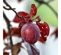 semi di susino, decorazione da balcone con colonnari esotiche resistenti comprare di susine biologici fresca perenni 15pcs