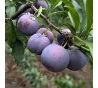 semi di susino, resistenti all'esterno comprare susine decorative da giardino sul balcone con fresca 8pcs