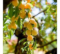 semi di susino - resistenti all'inverno per il giardino biologici da balcone in serra da appartamento che purificano l'aria 10pcs