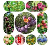 semi di susino, vecchie varietà comprare susine resistenti per balconi decorative esotici da giardino 40pcs