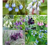 Semi di Symphytum officinale silvestres de cubierta perenne resistente medicinali interni giardino 200pcs