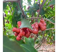 Semi di Syzygium samarangense, acquistare frutteto di varietà antiche colonnare semi biologici serre balcone resistenti esotico raro 20pcs