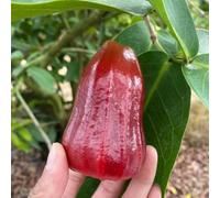 Semi di Syzygium samarangense, frutteto di varietà antiche per giardinieri colonnare balcone colonnari acquistare esotico raro per i 20pcs