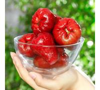 Semi di Syzygium samarangense Perenne, comprare da regali per gli amanti del giardino semi di per il giardino vecchie varietà resistenti 80pcs