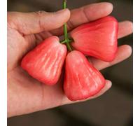 Semi di Syzygium samarangense - semi di frutto colonnare, per il giardino esotici rari vecchie varietà 30pcs