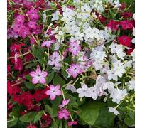 semi di tabacco - giardino rustiche, perenni resistenti per il pieno sole, 400pcs