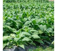 semi di tabacco interno interna varietà antiche biologiche balcone Aiuole rialzate per il giardino decorazioni esterni 75pcs