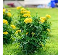 semi di tagete - copertura resistente resistente giardino tagliato estremamente resistente di 100pcs