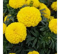 Semi di Tagetes - semi selvatici decorativi balcone giardino interno resistenti per giardino interno esotico primavera 2000pcs