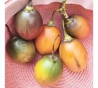semi di tamarillo, pomodoro arboreo, resistenti in vaso d'appartamento esotiche rampicanti Aiuole rialzate biologiche per l' in interna 100pcs