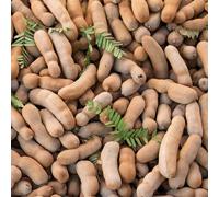 semi di tamarindo acquistare semi selvatici medicinali balcone serra resistenti all'aperto cucina 50pcs