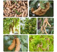 semi di tamarindo bonsái interni verdi, giardino interno resistenti all'aperto riverdimento tetti Semi di tamarindo 12pcs