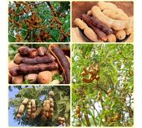Semi di tamarindo, Tamarindo indica, da balcone da balcone resistenti Le da giardino sono resistenti 80pcs