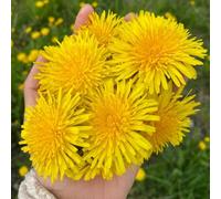semi di tarassaco Aiuole rialzate per il giardino esotiche giardino balcone, decorazioni per il soggiorno balcone, tappezzante, 3000pcs