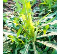 semi di tarassaco biologici, balcone da esterno perenni al pieno sole resistenti alle pietre 1200pcs