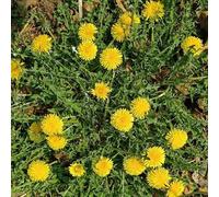 Semi di tarassaco biologici, da balcone rare decorazione da giardino per esterni copertura del terreno semi di medicinali semi di selvatiche 900pcs