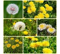 Semi di tarassaco biologici, da balcone resistenti Taraxacum mongolico Le tappezzanti sono resistenti rare semi di selvatiche 300pcs