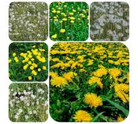 semi di tarassaco biologici, decorazione da balcone per aiuola rialzata esotiche 800pcs