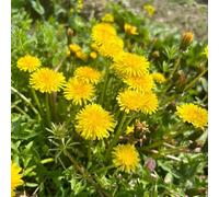 semi di tarassaco biologici giardino balcone parterre semi selvatici primavera tagliati estate acquistare decorazione 80pcs