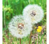 semi di tarassaco biologici giardino selvatici balcone vaso decorazione semi di giardino 500pcs