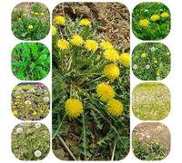 semi di tarassaco biologici, resistenti alle pietre decorativa rare da giardino da balcone in serra 3000pcs