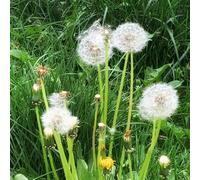 Semi di tarassaco biologici, semi di Taraxacum mongolico selvatiche, semi di Le da giardino sono 1000pcs
