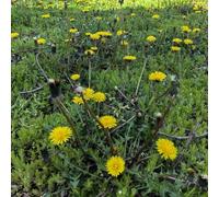 semi di tarassaco biologici semi giardino balcone parterre selvatico cucina per giardino tagliati primavera 3000pcs