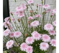 semi di tarassaco biologici semi giardino per giardino decorazione primavera acquistare selvatici 1200pcs