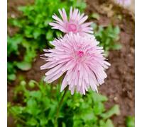 Semi di tarassaco - copertura del terreno resistenti giardino aromatiche vecchie varietà raro semi di aromatiche esotico 200pcs