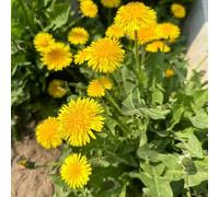 Semi di tarassaco - estivi semi di organico da balcone raro decorazioni da giardino per esterni esotico per luoghi soleggiati resistenti 2000pcs