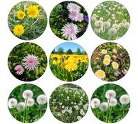 semi di tarassaco perenni resistenti Copertura semi balcone con giardino balcone primavera ufficio 550pcs