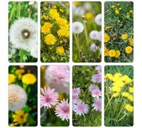 semi di tarassaco perenni resistenti semi perenni giardino interni selvaggi decorativi selvaggi primavera 1500pcs