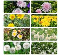 semi di tarassaco selvatici balcone con giardino semi perenni balcone primavera Copertura 550pz