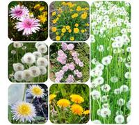 semi di tarassaco, semi rari di decorative dente leone balcone esotico per il giardino sostenibili come bomboniera 1200semi