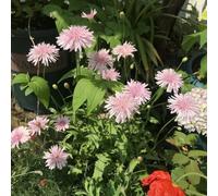 semi di tarassaco ufficio Copertura balcone con giardino primavera selvatica giardino decorativo interno 1200pcs