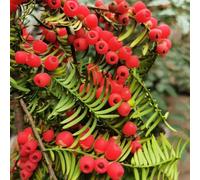semi di taxus baccata - biologici esotiche da balcone resistente tappezzante interno rare perenni giardino 250pcs