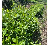 semi di tè, Camellia sinensis, per luoghi soleggiati semi di del tè resistente resistenti per il giardino 20pcs