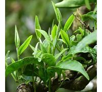 semi di tè, Camellia sinensis, regali per gli amanti del giardino semi di vecchie varietà rare resistenti 80pcs