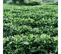 semi di tè - decorazione balcone giardino resistenti vecchie varietà 10pcs