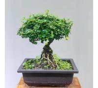 semi di tè fuki dei - resistenti al balcone con letto rialzato verdi in fuori 30pcs