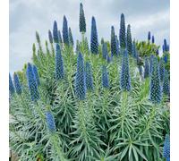 Semi di testa di vipera, da balcone resistenti Echium vulgare, decorazione del giardino per esterno semi di esotiche copertura del terreno, perenne 400pcs