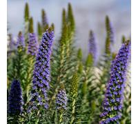 Semi di testa di vipera, semi di campo perenni resistenti Echium vulgare, acquistare semi di vipera da balcone resistenti di testa acquistare 500pcs