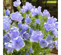 Semi di testa vipera perenne, esotiche Echium vulgare, luoghi soleggiati Le da balcone sono perenni resistenti 400pcs