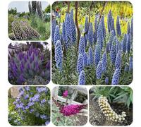 Semi di testa vipera perenne, giardino roccioso sono resistenti Echium vulgare, decorazione per esterno to balcone 200pcs